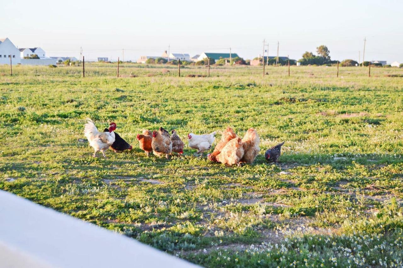 Aintree Farm Cottage Langebaan Buitenkant foto